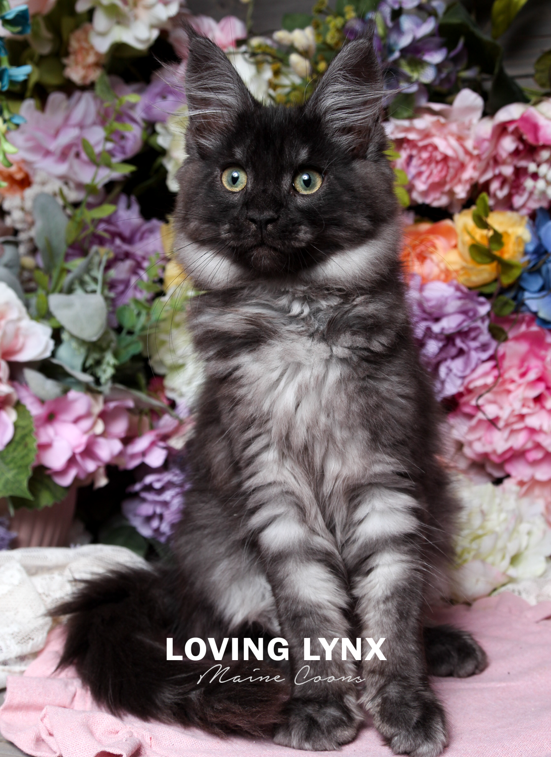 Sara, Smoke Maine Coon Kitten