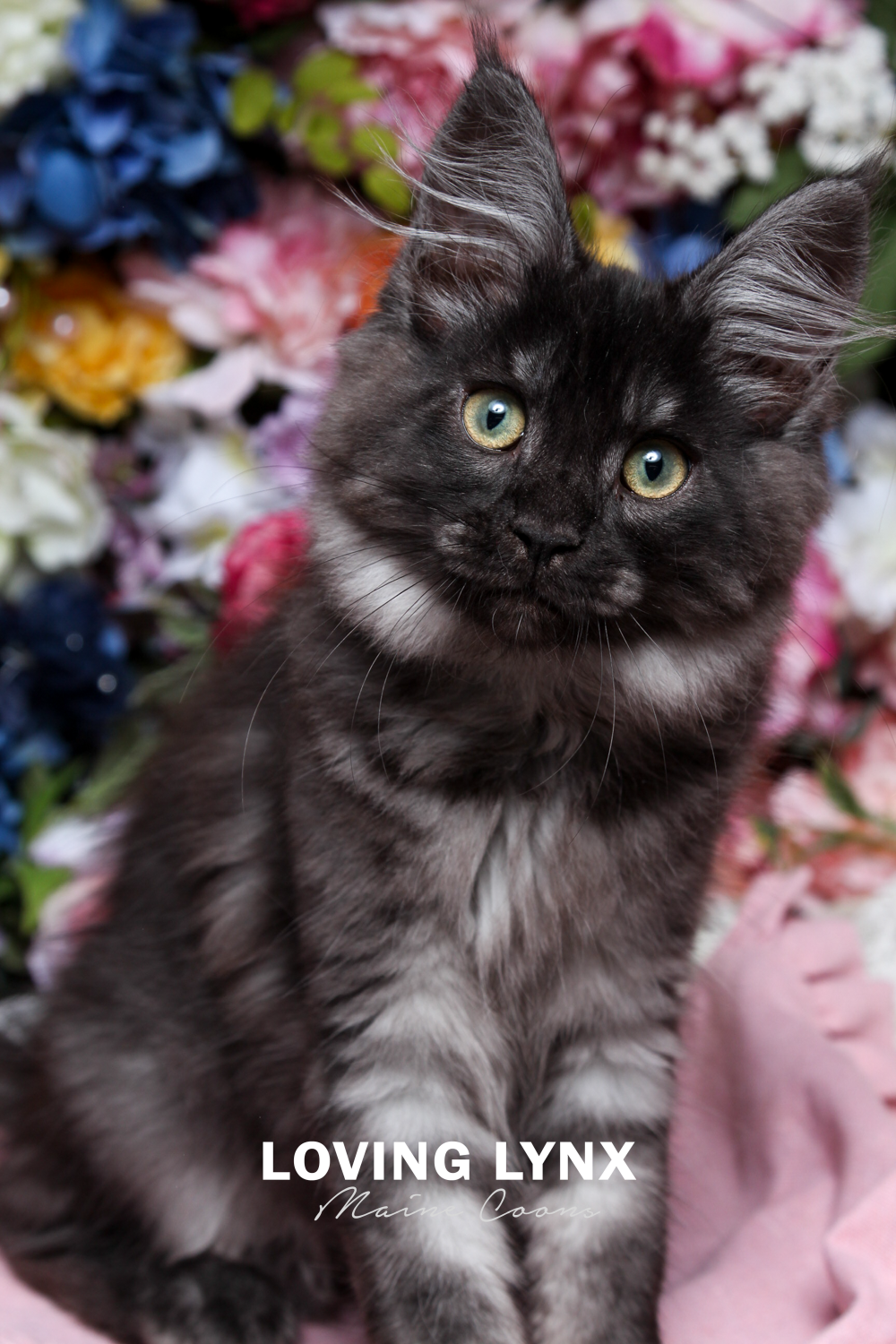 Sugar, Smoke Maine Coon Kitten