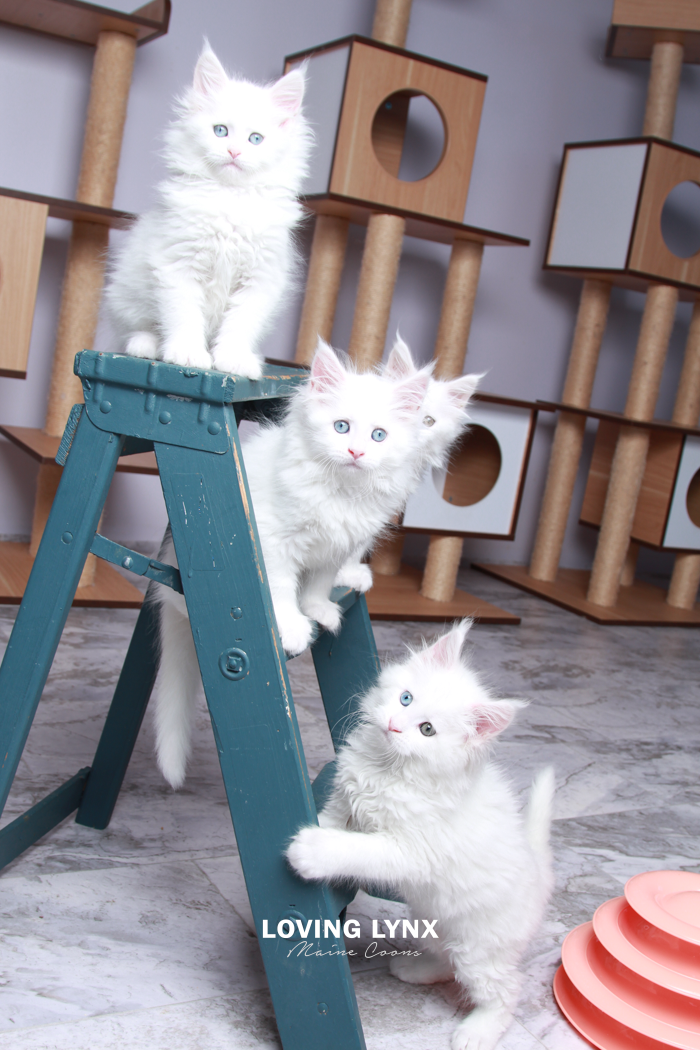 loving.lynx.maine.coon.kittens.2025-50.PNG