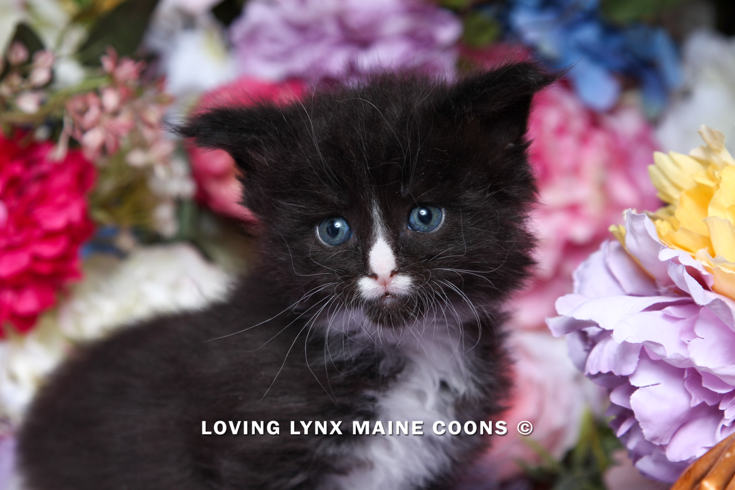 loving.lynx.maine.coon-25.PNG