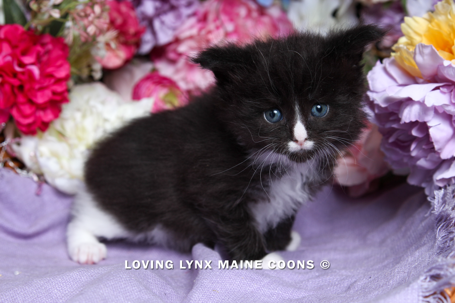 loving.lynx.maine.coon-26.PNG