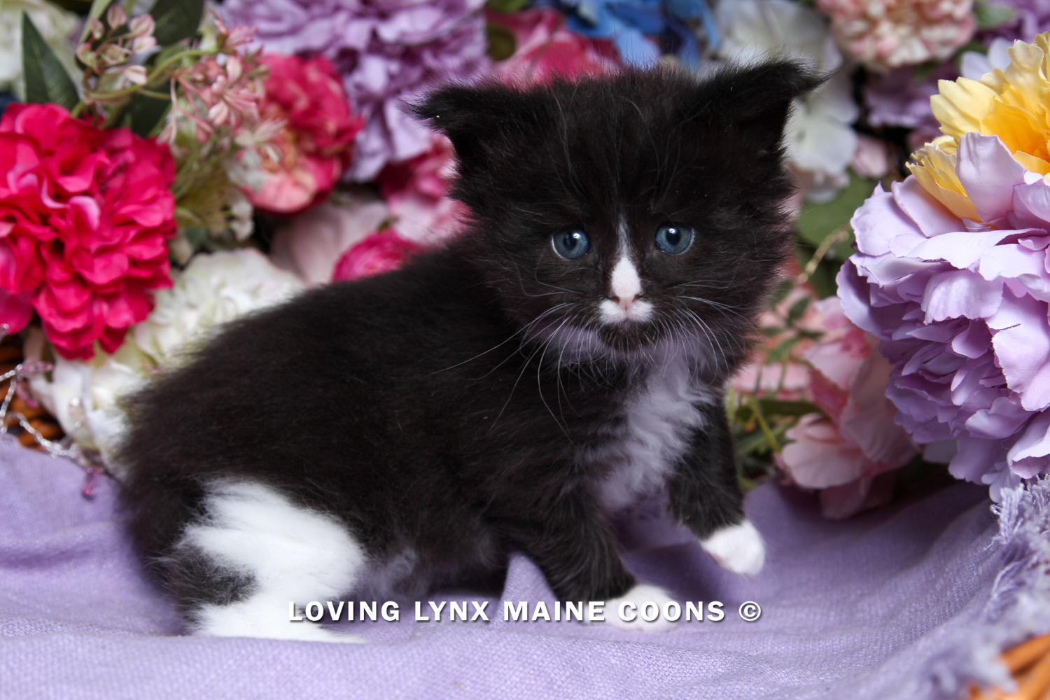 loving.lynx.maine.coon-27.PNG