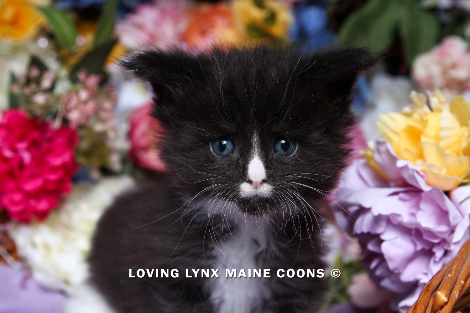 loving.lynx.maine.coon-28.PNG