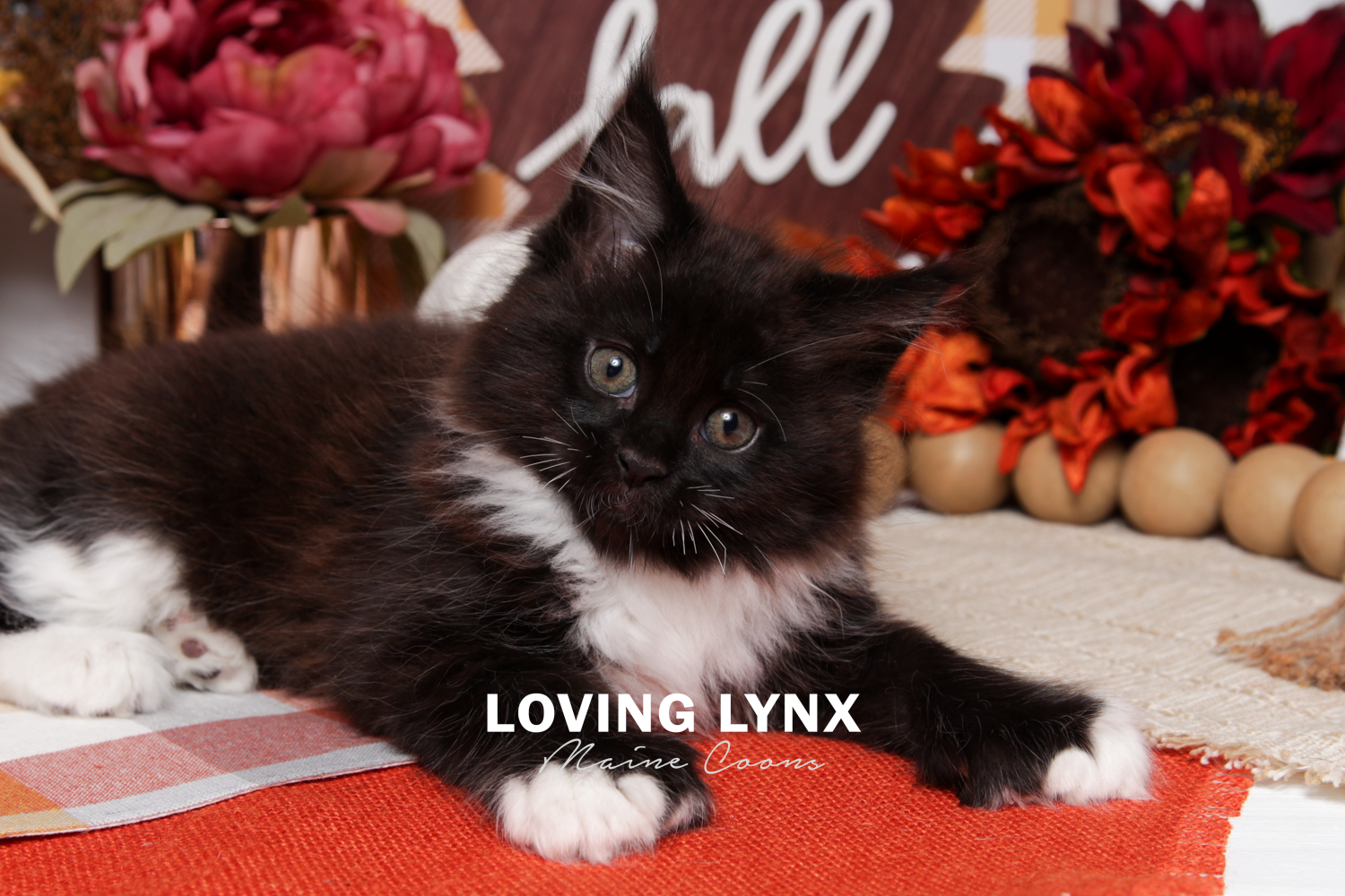 loving.lynx.maine.coons-33.PNG