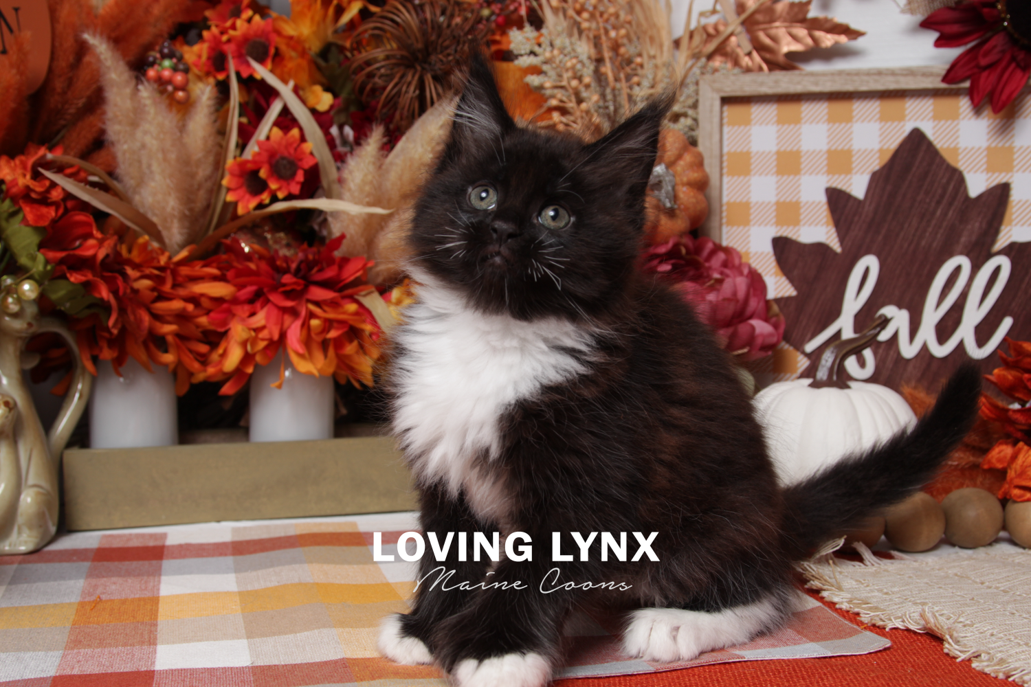 loving.lynx.maine.coons-34.PNG