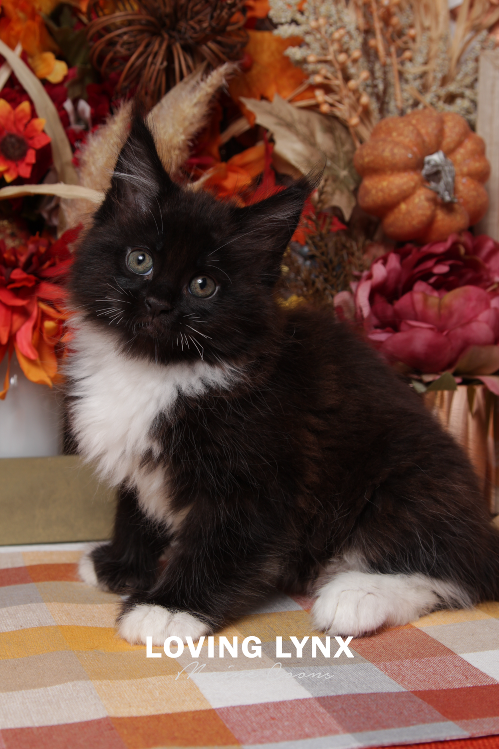 loving.lynx.maine.coons-36.PNG