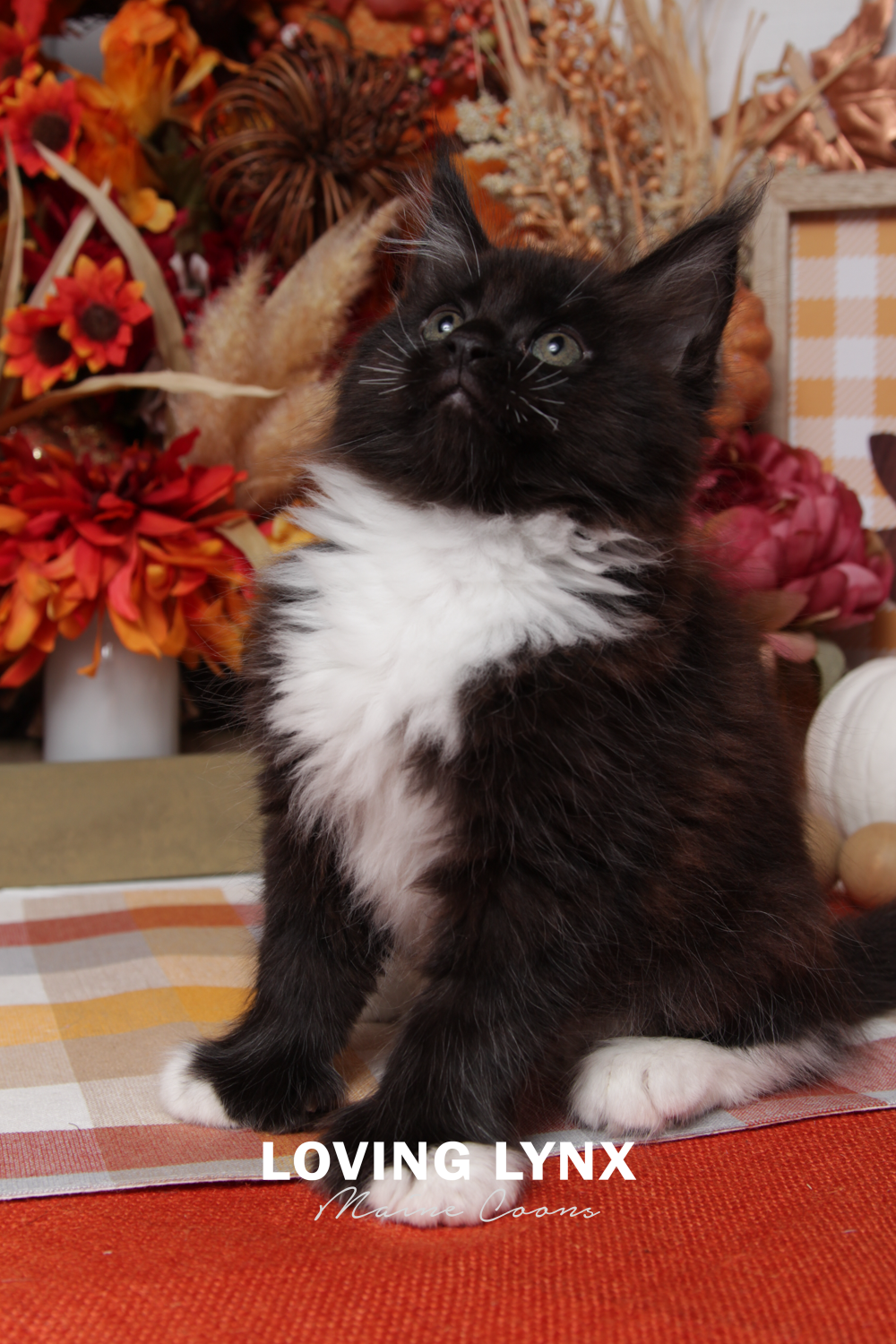 loving.lynx.maine.coons-37.PNG