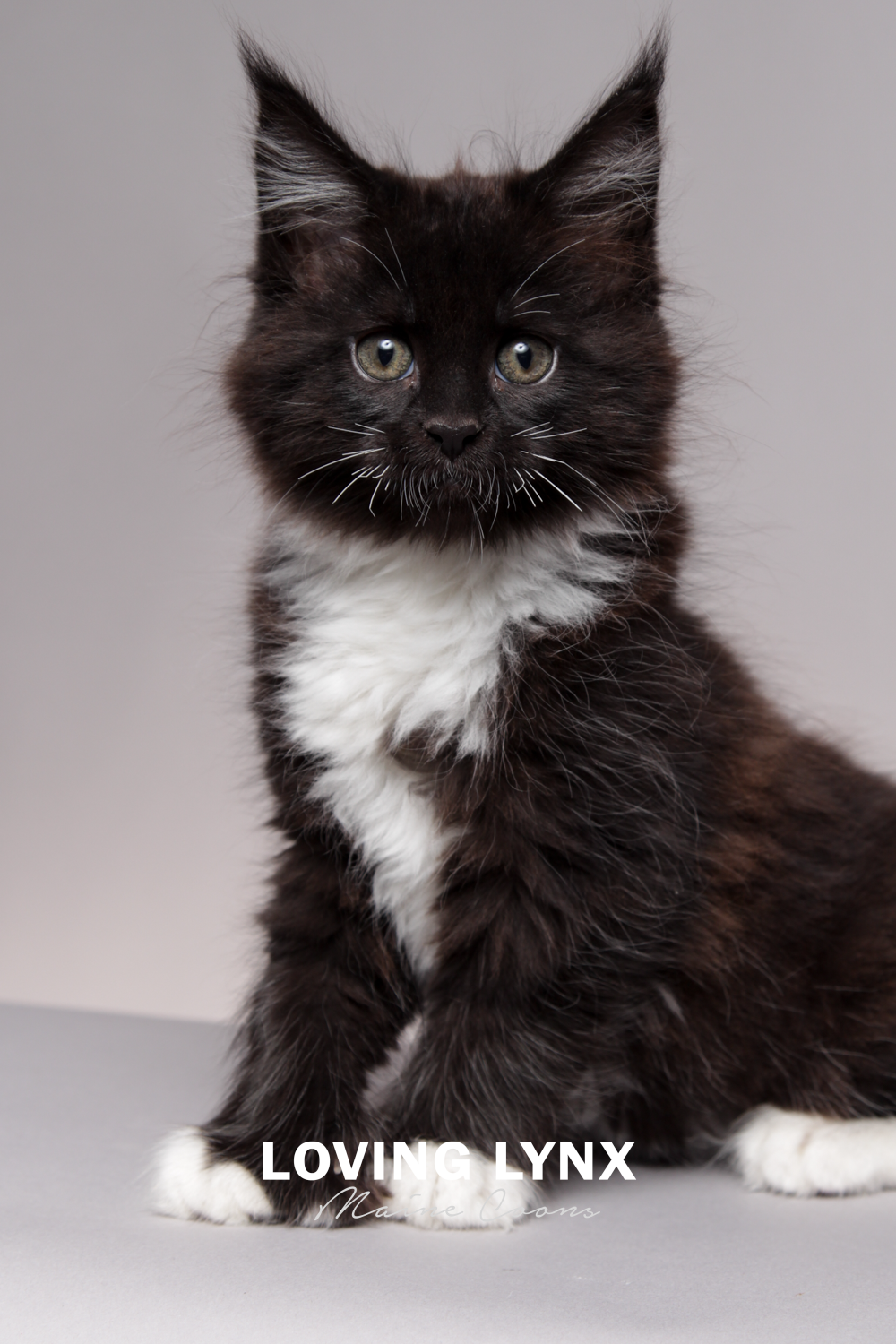 wini.loving.lynx.maine.coons-9.PNG
