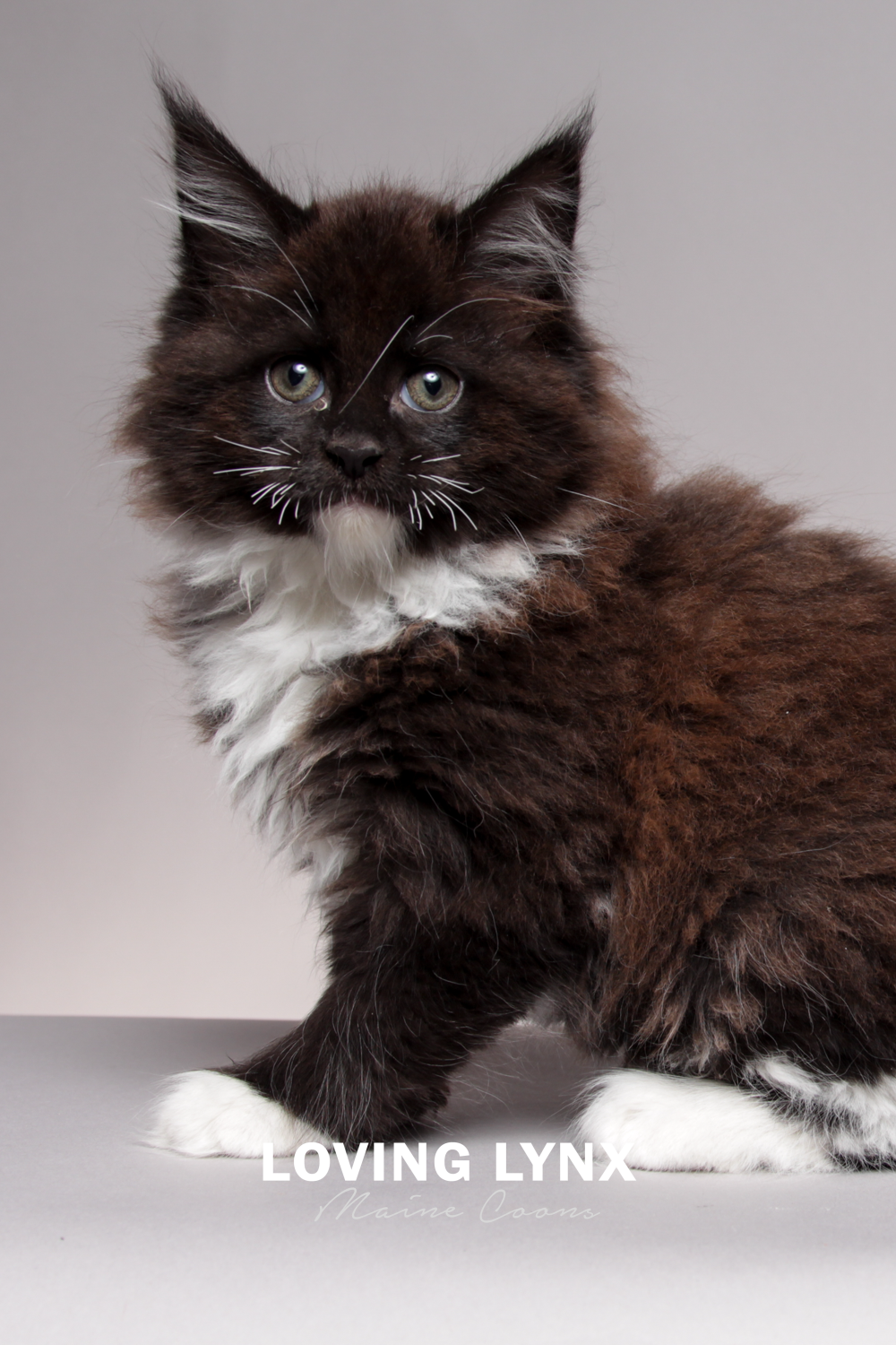 wini.loving.lynx.maine.coons-10.PNG