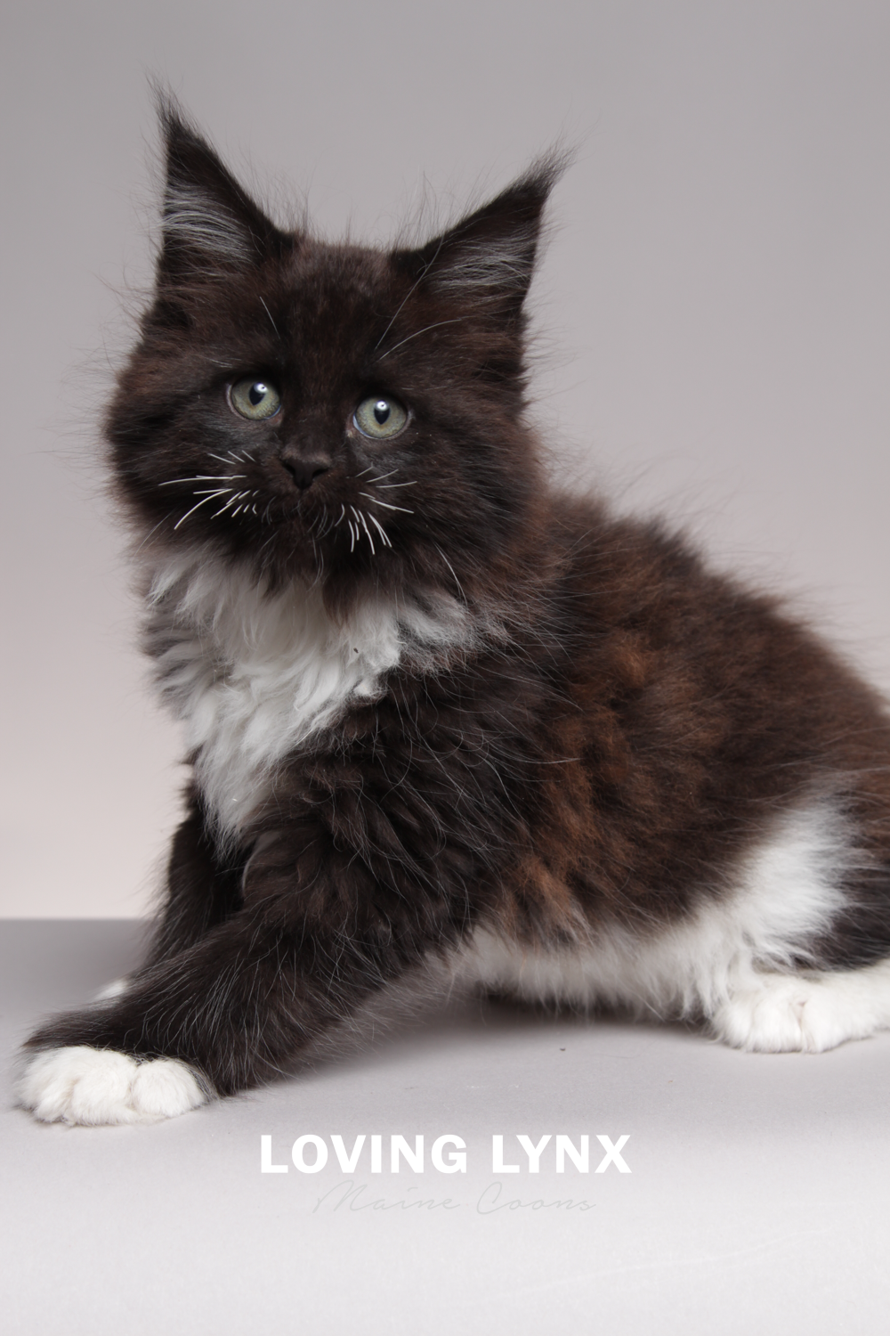 wini.loving.lynx.maine.coons-11.PNG