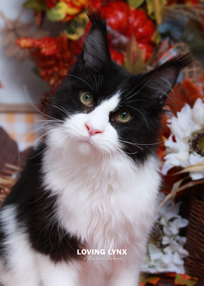 Bryce, Maine Coon Kitten