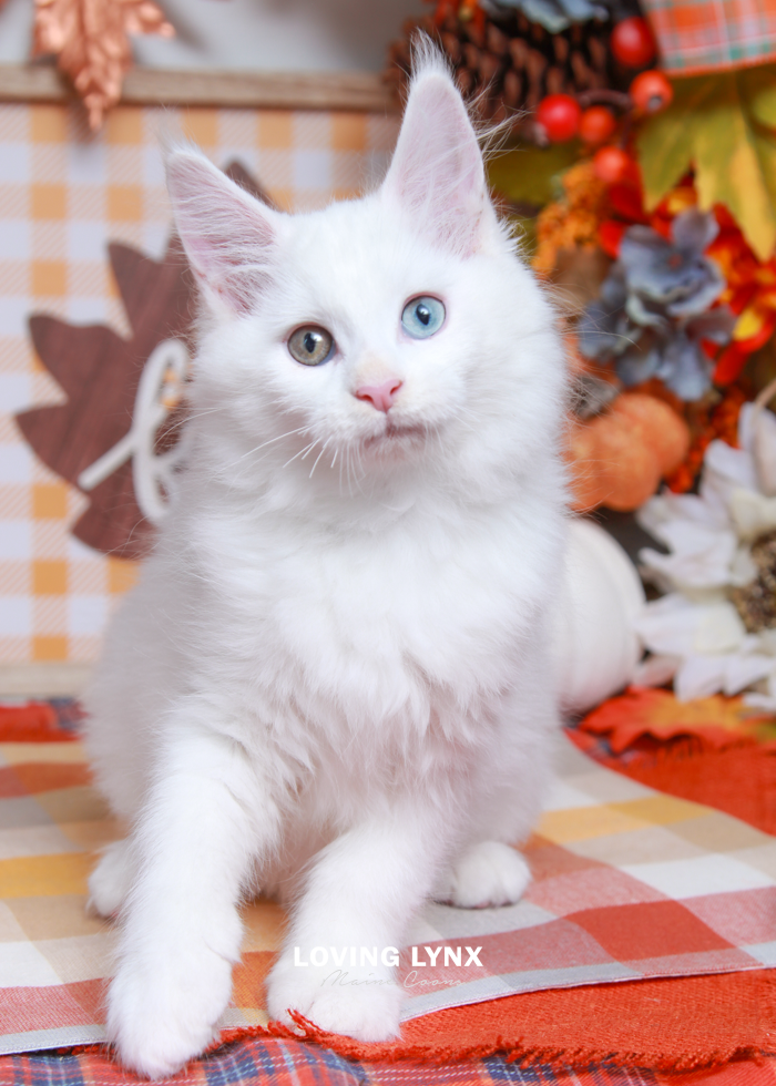Demi, Maine Coon Kitten