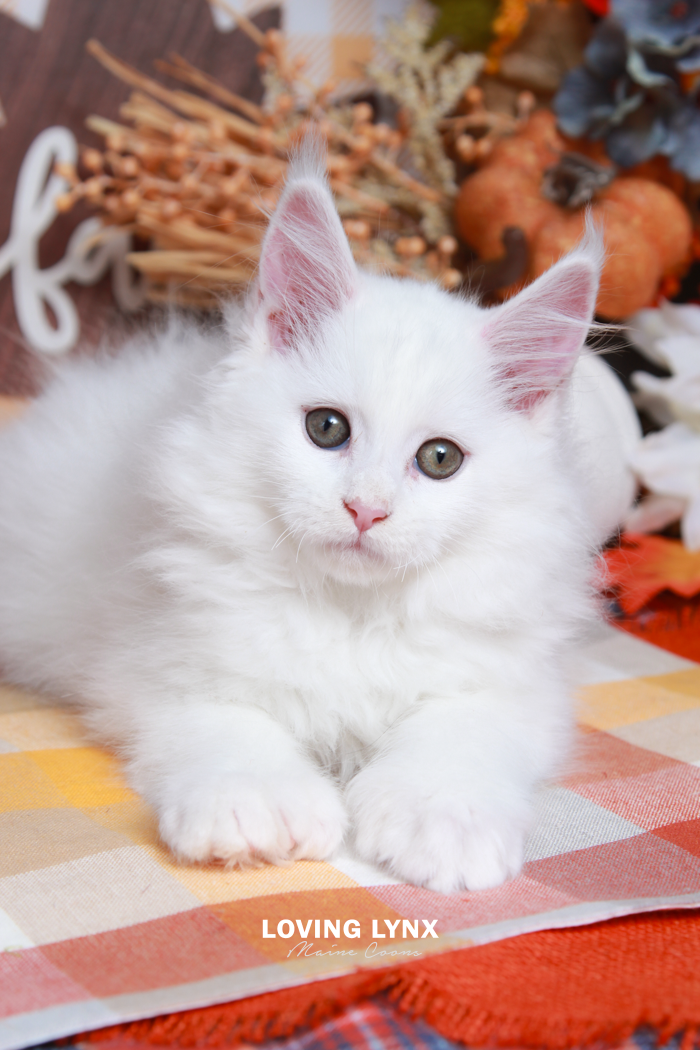 Desire, Maine Coon Kitten