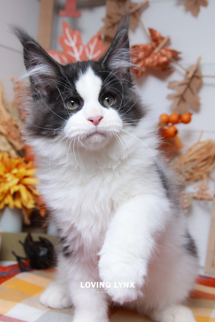 Chicken, Maine Coon Kitten