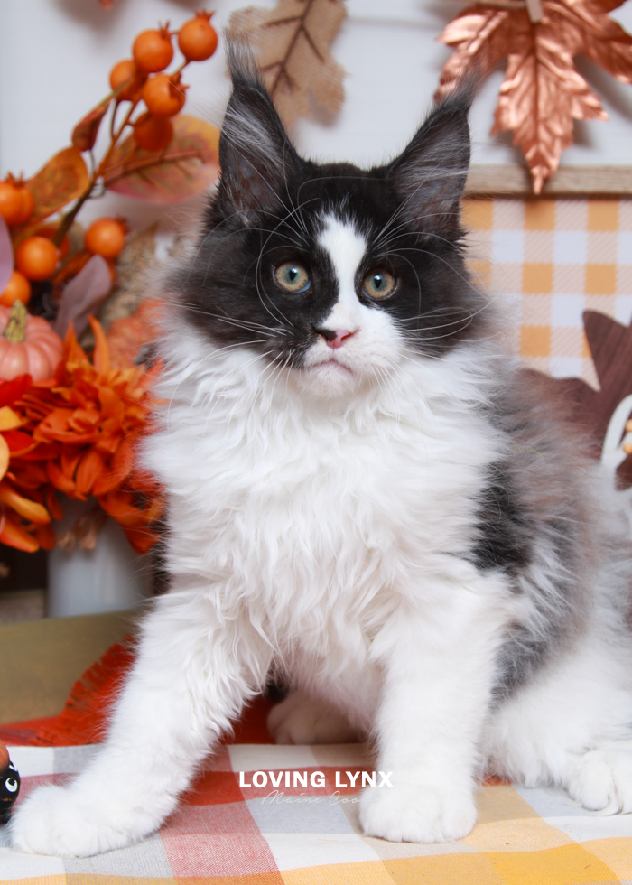 Cow, Maine Coon Kitten