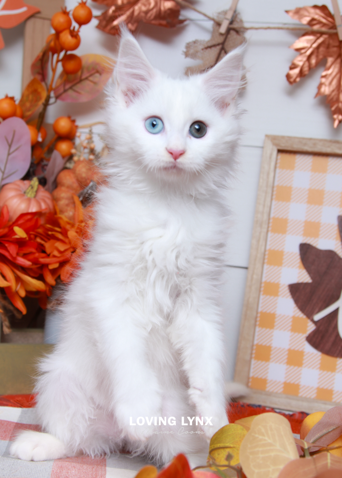 Daisy, Maine Coon Kitten