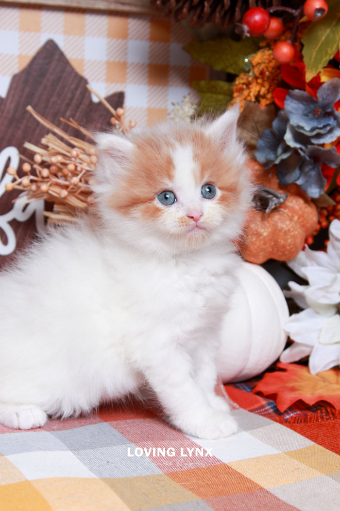 Einstein, Maine Coon Kitten