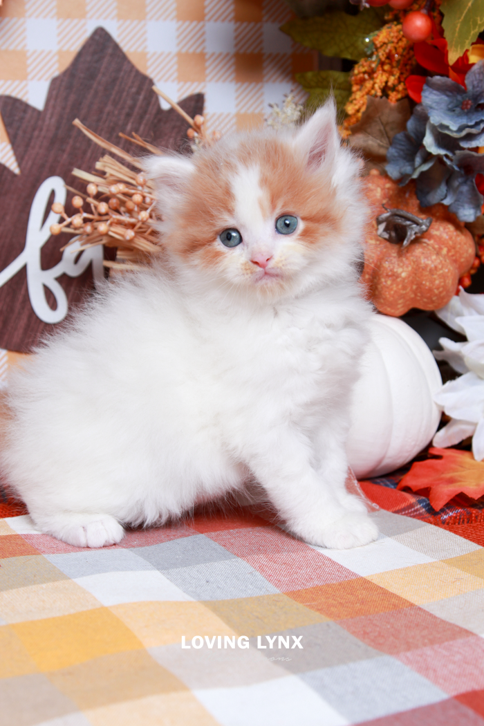 maine-coon-kittens-2025-123.PNG