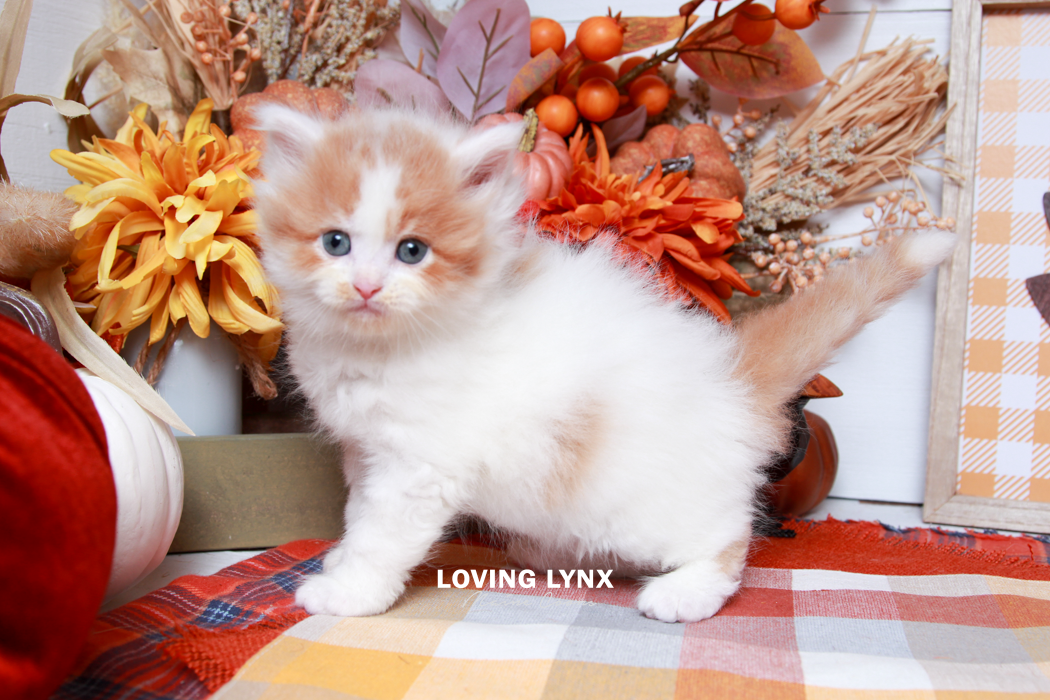 maine-coon-kittens-2025-122.PNG