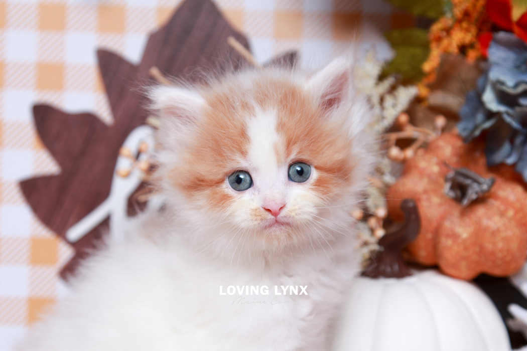 maine-coon-kittens-2025-128.PNG