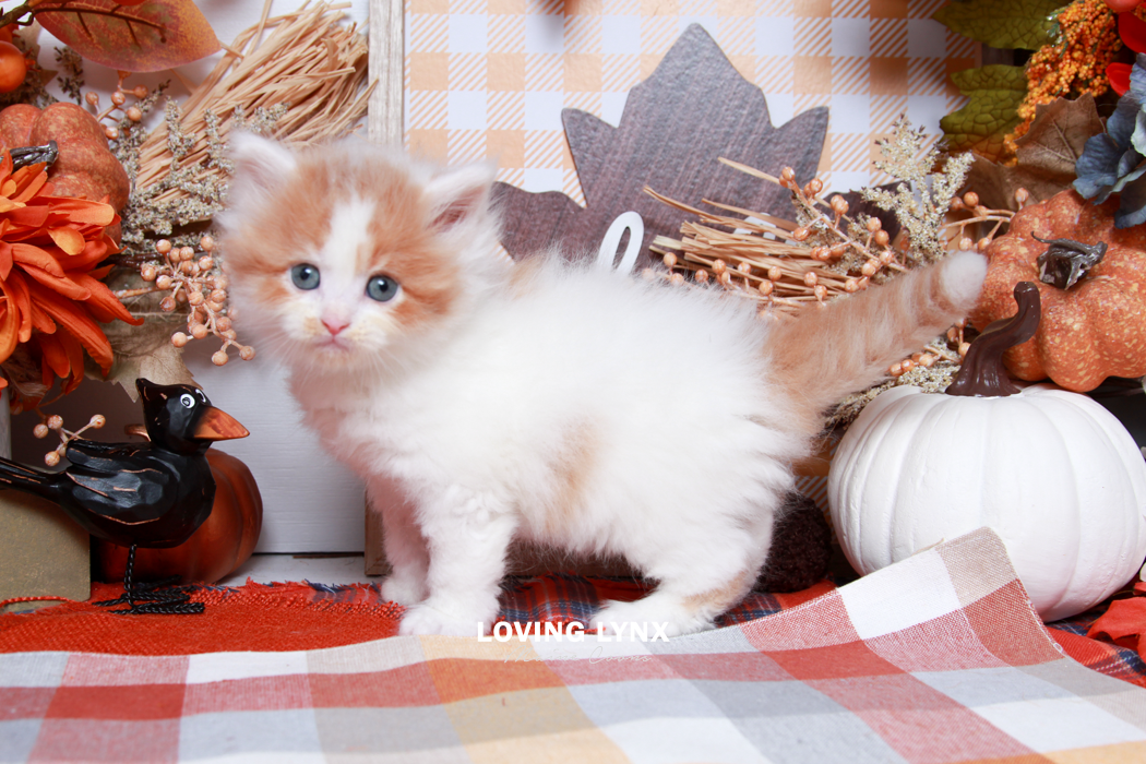 maine-coon-kittens-2025-129.PNG