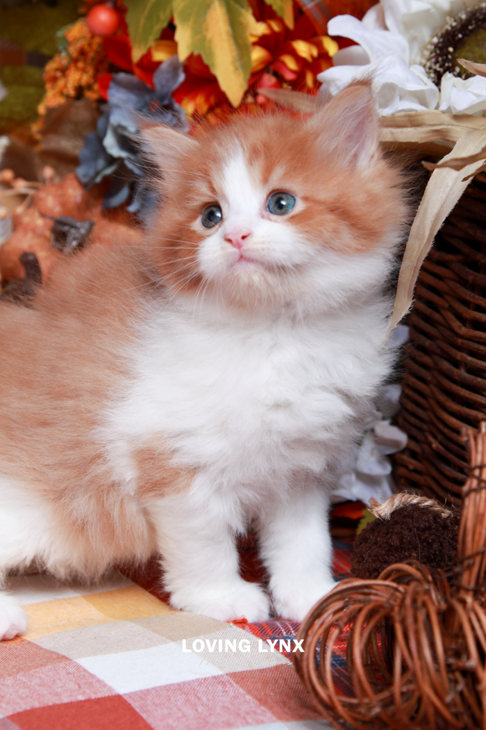 maine-coon-kittens-2025-135.PNG