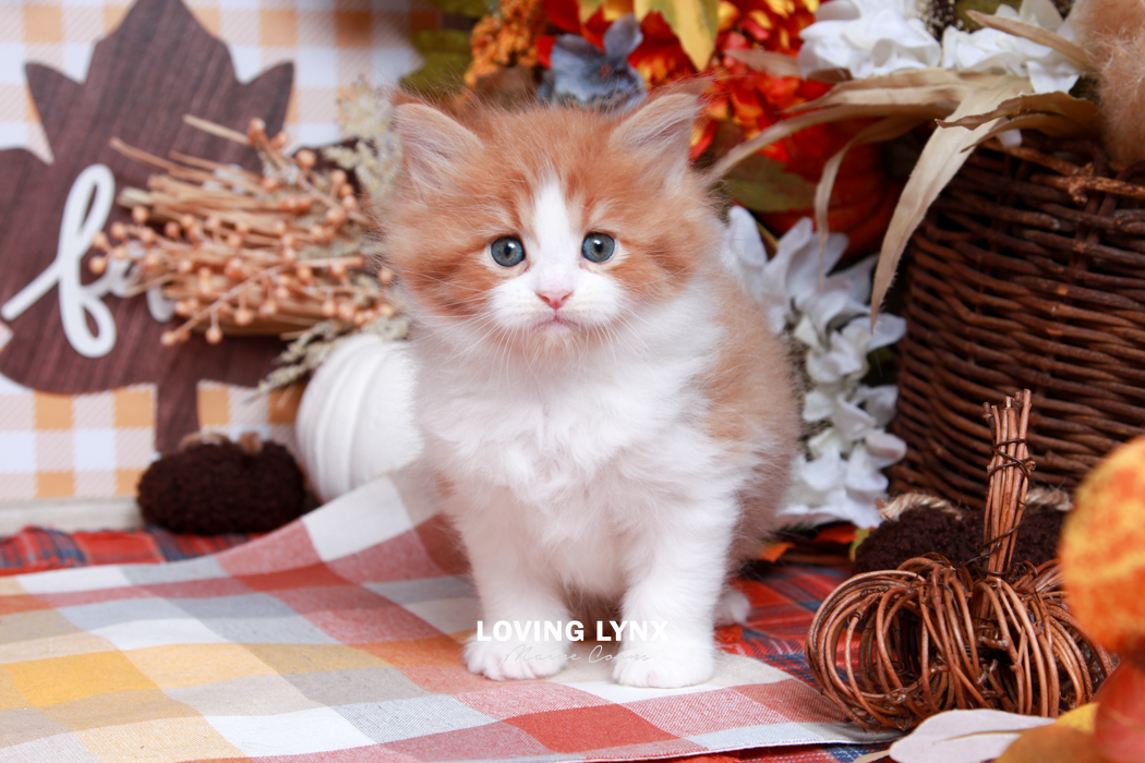 maine-coon-kittens-2025-136.PNG