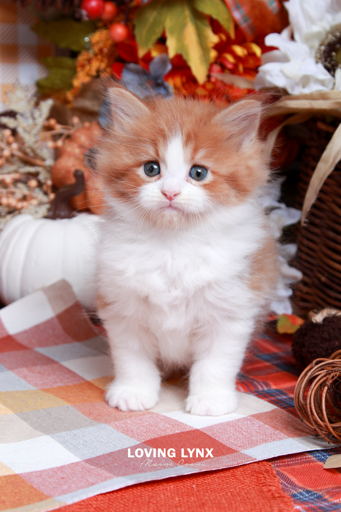 maine-coon-kittens-2025-137.PNG
