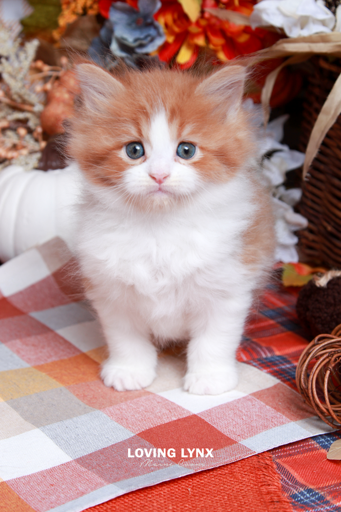maine-coon-kittens-2025-138.PNG