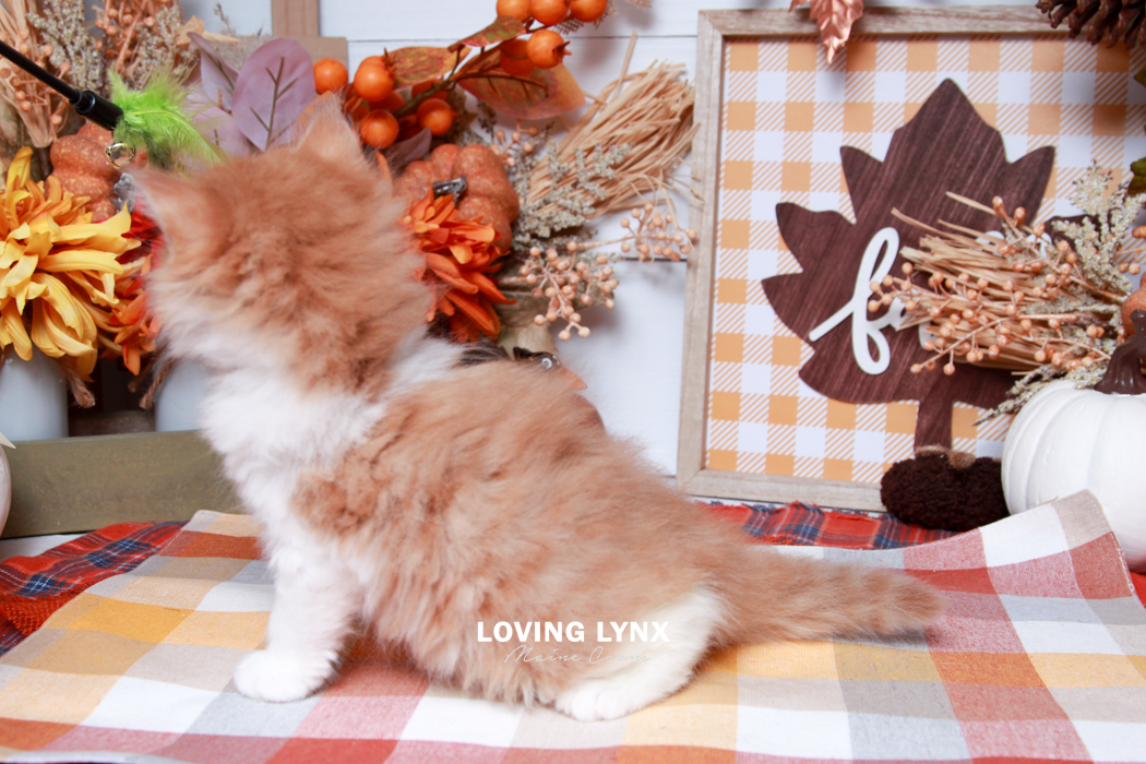 maine-coon-kittens-2025-140.PNG