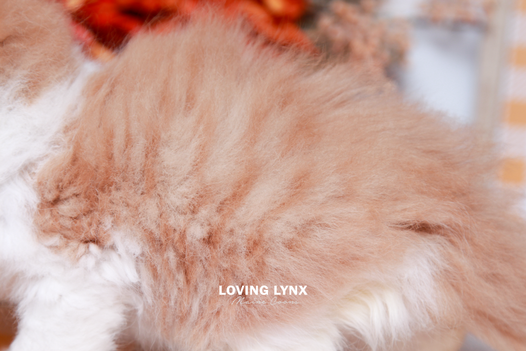maine-coon-kittens-2025-141.PNG