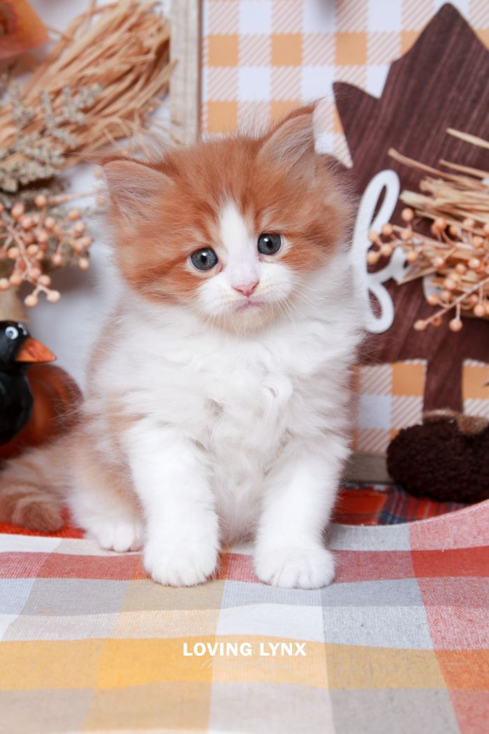 maine-coon-kittens-2025-143.PNG