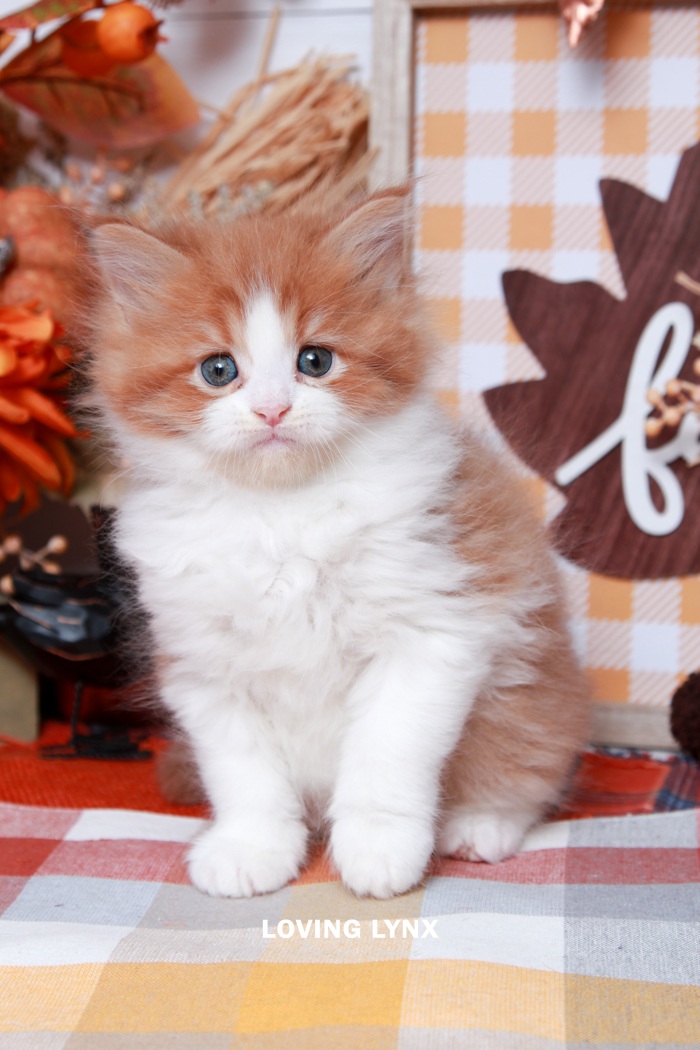maine-coon-kittens-2025-144.PNG