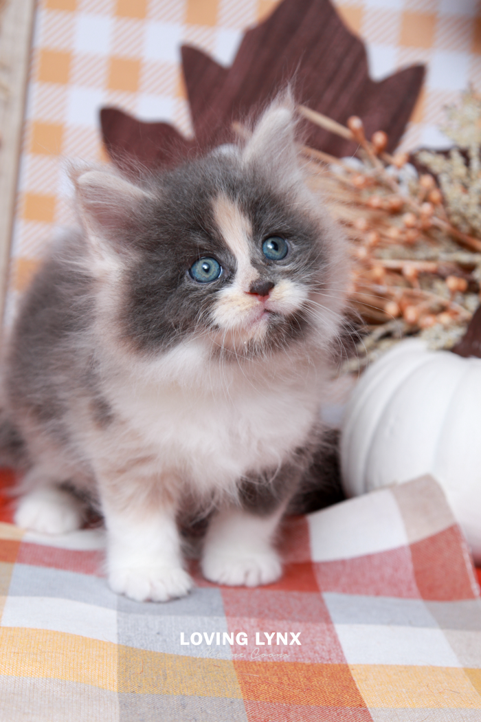 Emma, Maine Coon Kitten