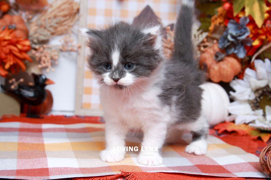 maine-coon-kittens-2025-114.PNG