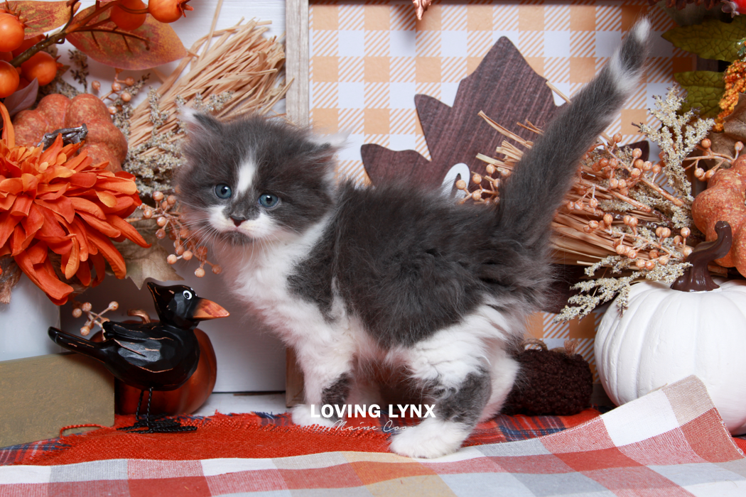 maine-coon-kittens-2025-115.PNG