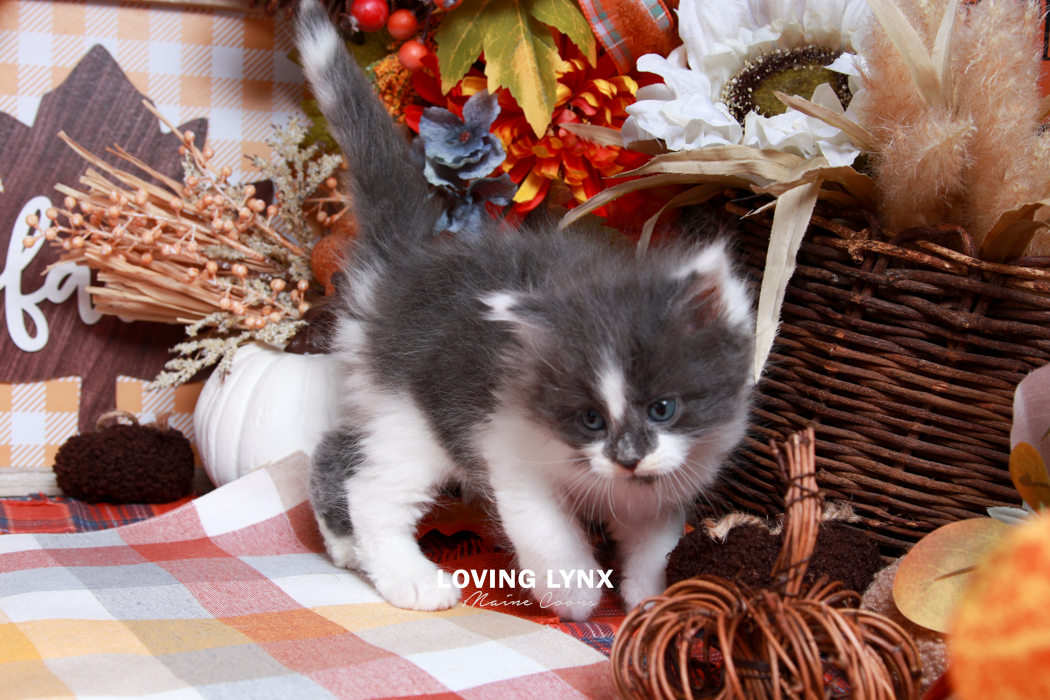 maine-coon-kittens-2025-117.PNG