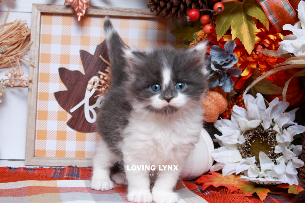 maine-coon-kittens-2025-118.PNG