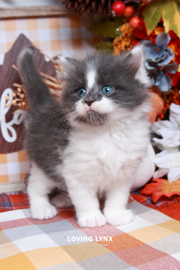 maine-coon-kittens-2025-119.PNG