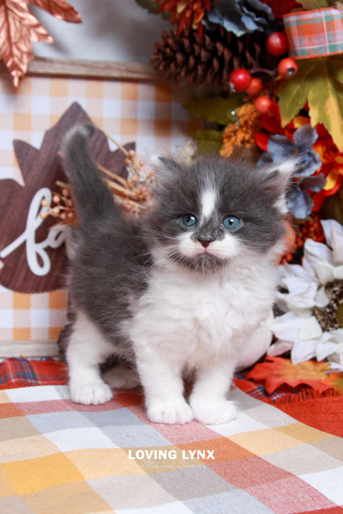 maine-coon-kittens-2025-120.PNG