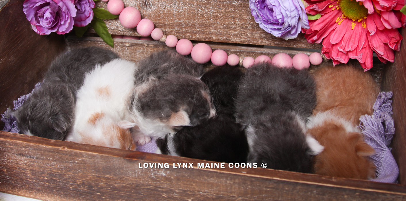 maine-coon-kittens-2025-27.PNG