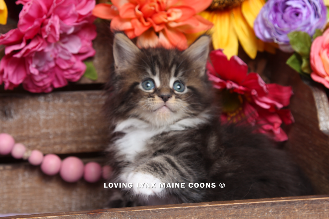 maine-coon-kittens-2025-45.PNG