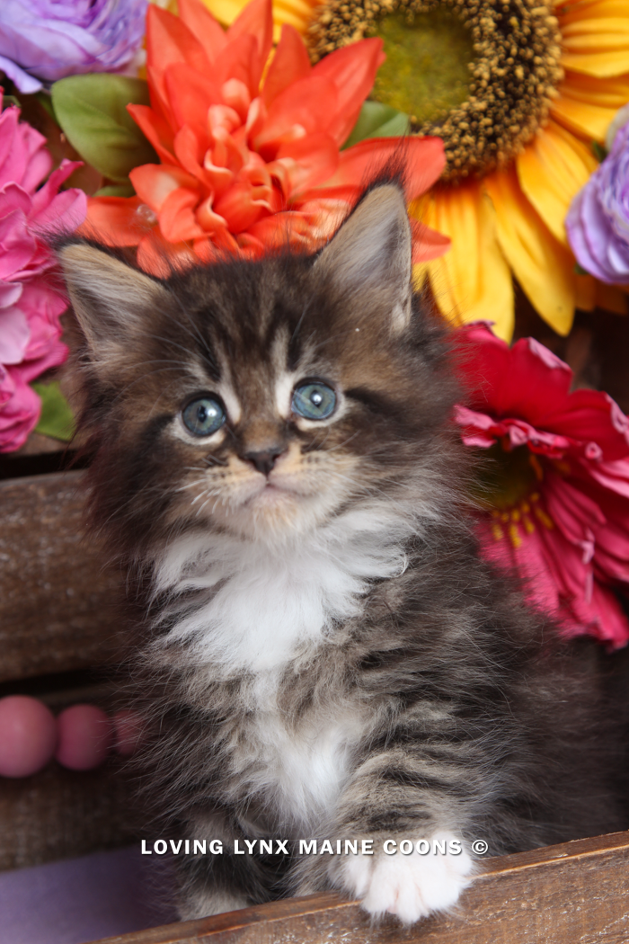 maine-coon-kittens-2025-46.PNG