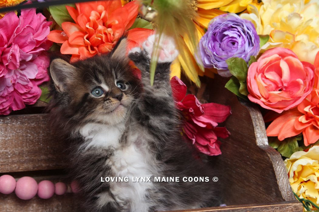 maine-coon-kittens-2025-48.PNG
