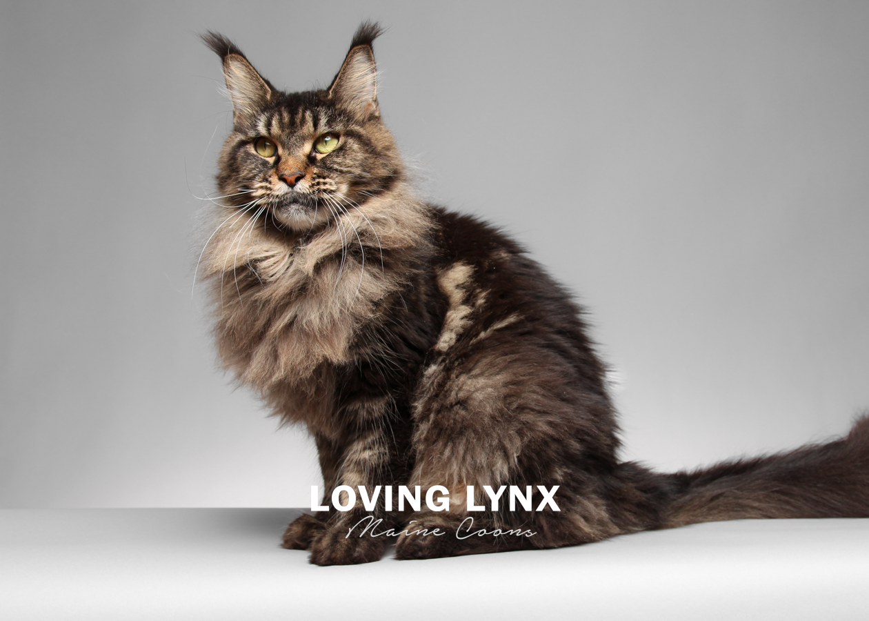 lovinglynxmainecoons-109.PNG