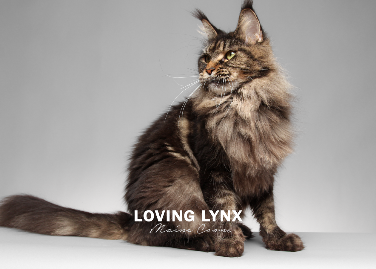 lovinglynxmainecoons-110.PNG