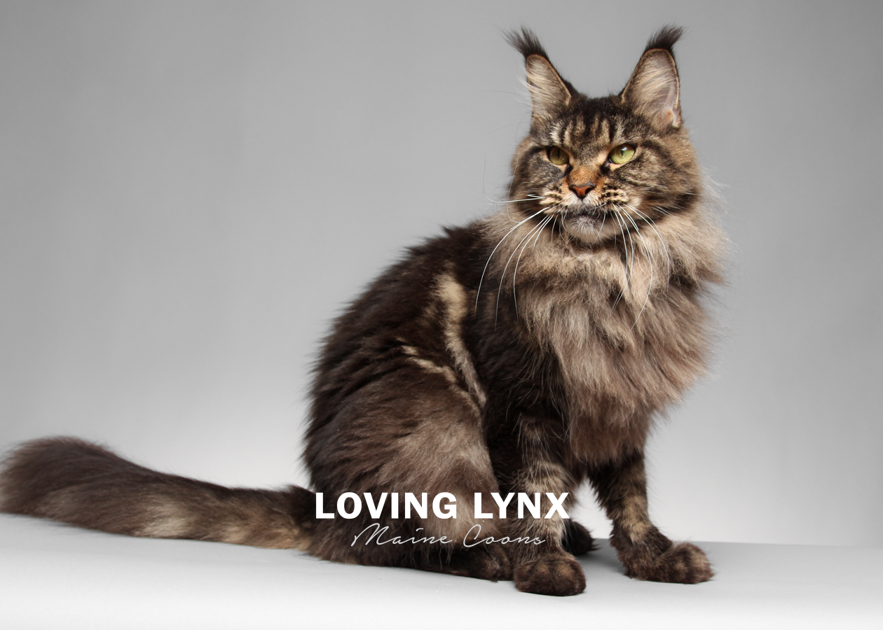 lovinglynxmainecoons-111.PNG