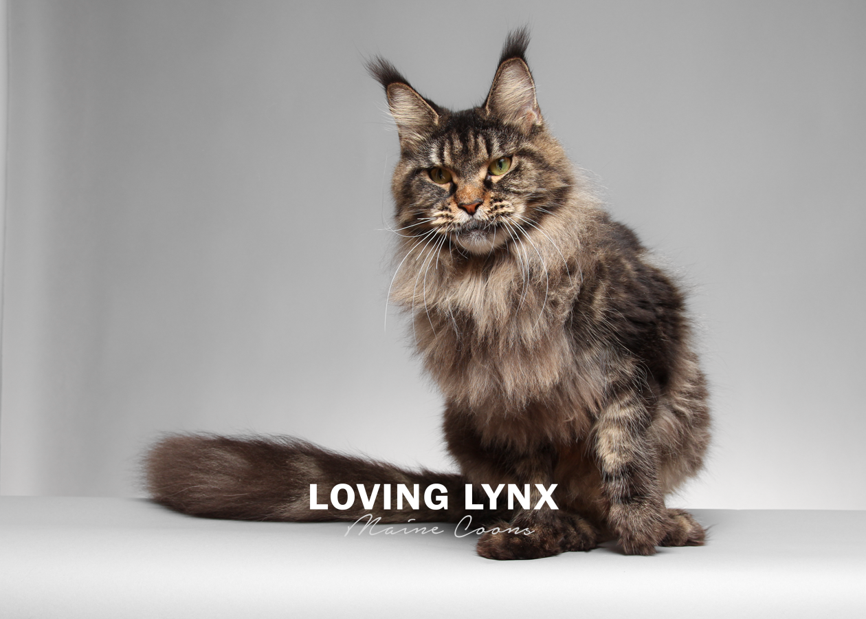 lovinglynxmainecoons-112.PNG