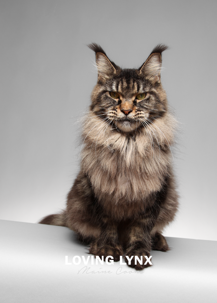 lovinglynxmainecoons-113.PNG