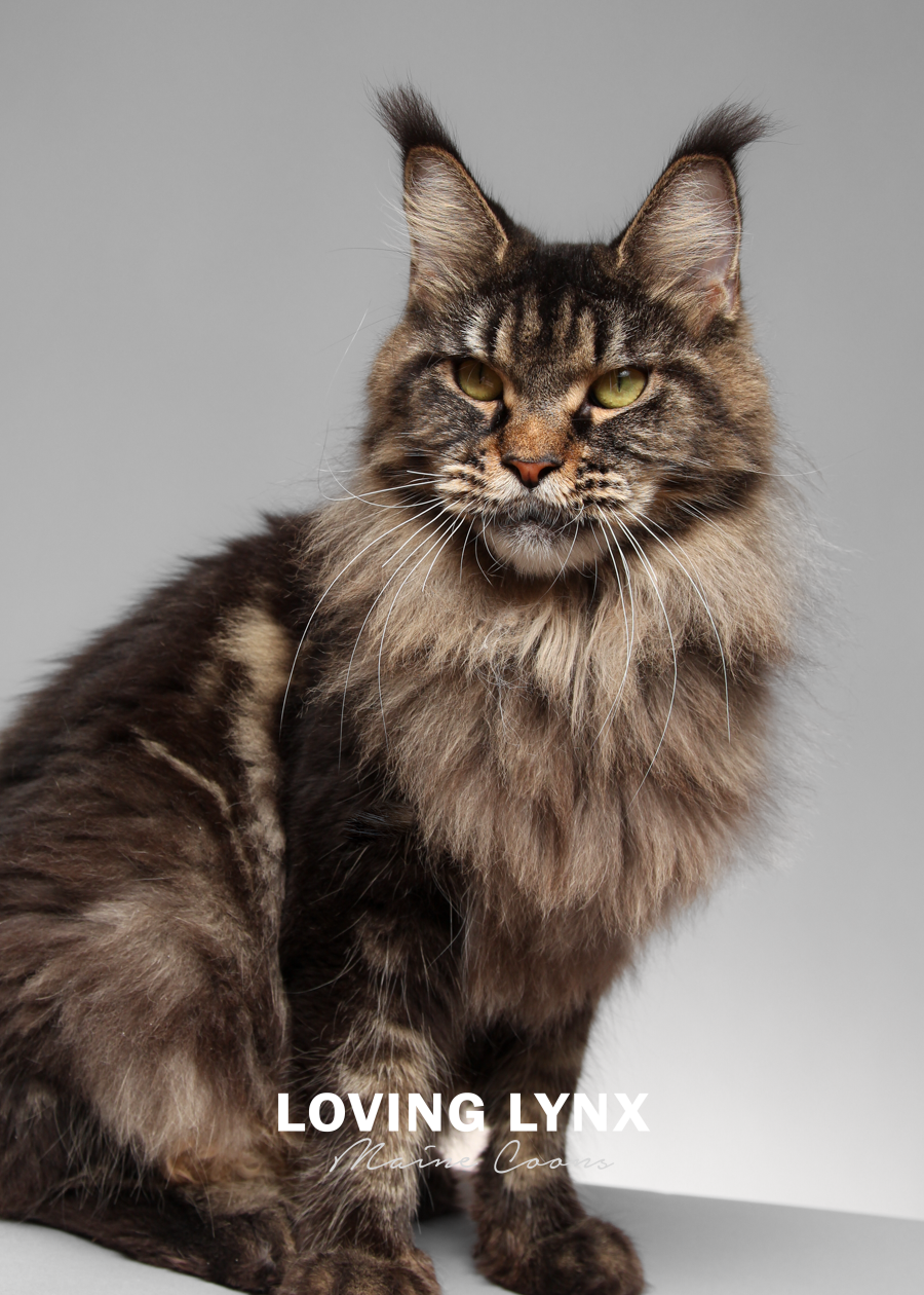lovinglynxmainecoons-114.PNG
